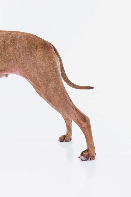 无人,站,竖图,室内,特写,白天,白色背景,侧面,宠物,狗,腊肠犬,迷你腊肠犬,腊肠狗,一只,动物,站着,可爱,摄影,影棚,忠诚,迷你腊肠狗,犬,站立,半身,彩图,影棚拍摄,拍摄