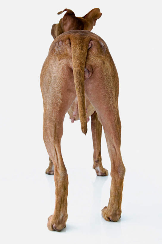 无人,站,竖图,室内,特写,白天,白色背景,宠物,狗,腊肠犬,迷你腊肠犬,腊肠狗,一只,背面,动物,站着,可爱,摄影,影棚,忠诚,迷你腊肠狗,犬,站立,彩图,全身,影棚拍摄,拍摄