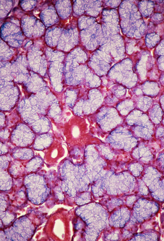 无人,竖图,俯视,室内,特写,白天,仪器,微生物,检查,反射,分析,科学,医学,纹路,纹理,细胞,显微镜,紫色,观察,粘液,清晰,探索,放大,观看,仔细,透镜,生物学,凸透镜,聚焦,关注,黏液,神经元,肌理,光学,清楚,神经细胞,彩图,高角度拍摄