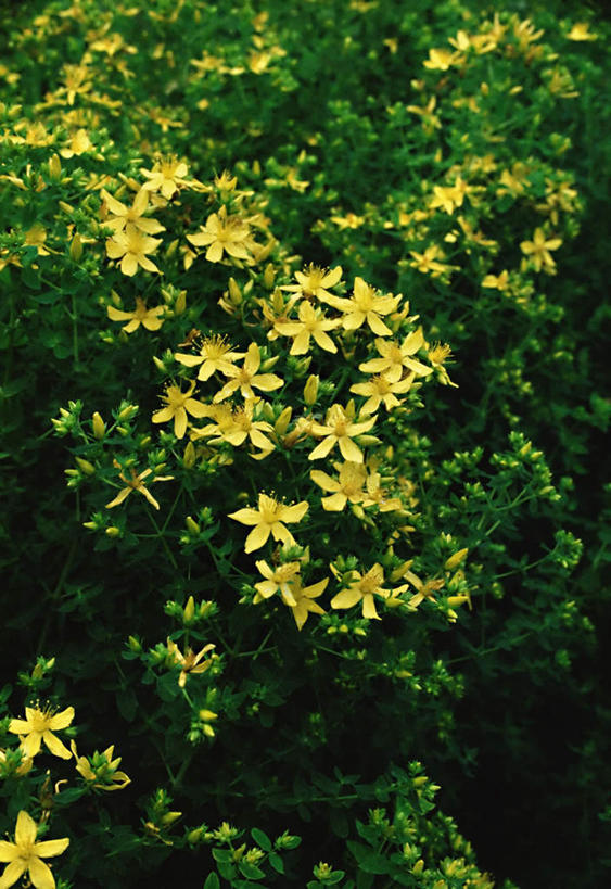 无人,竖图,俯视,室外,白天,花海,花圃,美景,植物,叶子,朦胧,模糊,盛开,景观,花蕾,花,花瓣,花朵,花卉,金丝桃,鲜花,黄色,绿色,自然,花丛,花束,花田,花苞,花蕊,景色,自然风光,弟切草,土连翘,复仇,彩图,高角度拍摄