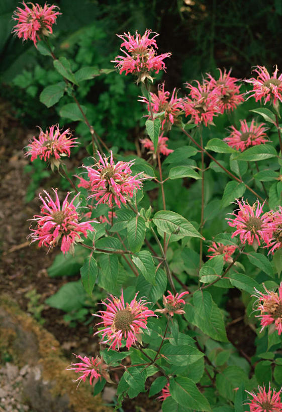 无人,竖图,室外,白天,正面,花海,花圃,美景,植物,叶子,朦胧,模糊,盛开,景观,花蕾,佛手,花,花瓣,花朵,花卉,鲜花,红色,绿色,自然,花丛,花束,花田,花苞,花蕊,景色,佛手柑,吉祥,自然风光,美观,幸运,彩图