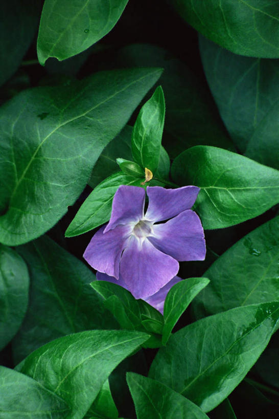 无人,竖图,俯视,室外,特写,白天,幸福,花海,花圃,美景,植物,月季花,叶子,朦胧,模糊,盛开,景观,花蕾,花,花瓣,花朵,花卉,鲜花,一朵,绿色,紫色,自然,花丛,花束,花田,花苞,花蕊,景色,希望,自然风光,美艳,光荣,月月红,月季,长春花,彩图,高角度拍摄