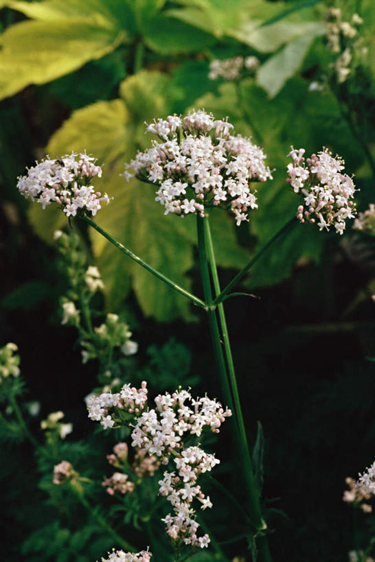 无人,竖图,室外,白天,正面,花海,花圃,美景,植物,叶子,朦胧,模糊,盛开,景观,草药,药草,花蕾,中药,花,花瓣,花朵,花卉,鲜花,绿色,自然,花丛,花束,花田,花苞,花蕊,景色,自然风光,药材,中草药,中药材,本草,止痛,镇静,安眠,安神,缬草,欧缬草,彩图