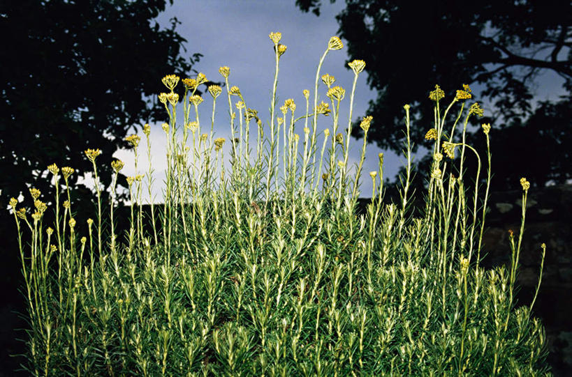 无人,横图,室内,特写,白天,正面,草地,草坪,植物,阴影,盛开,光线,影子,云,云朵,花蕾,云彩,草,花,花瓣,花朵,鲜花,树,树木,蓝色,绿色,白云,蓝天,天空,阳光,自然,天,花苞,花蕊,生长,晴朗,成长,蜡菊,麦秆菊,晴空,彩图