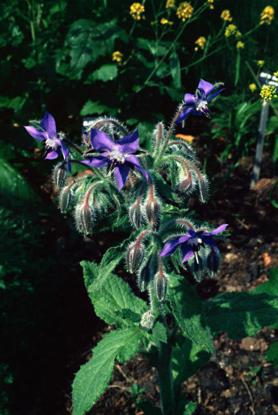 无人,竖图,室外,特写,白天,正面,美景,植物,叶子,朦胧,模糊,盛开,景观,泥土,土壤,绿叶,草药,药草,花蕾,中药,花,花瓣,花朵,鲜花,紫色,自然,花苞,花蕊,嫩叶,景色,机智,自然风光,药材,中草药,机灵,琉璃苣,中药材,本草,勇气,解毒,镇痛,利尿,叶,叶片,彩图