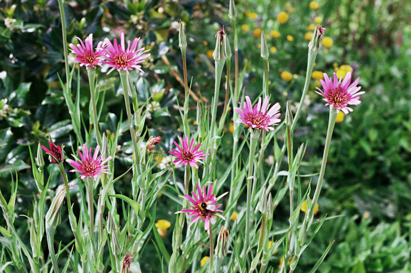 无人,横图,室外,白天,正面,草地,草坪,美景,植物,叶子,许多,盛开,景观,绿叶,草药,药草,花蕾,中药,草,花,花瓣,花朵,鲜花,红色,绿色,自然,花苞,花蕊,嫩叶,景色,自然风光,药材,中草药,婆罗门参,中药材,本草,叶,叶片,彩图