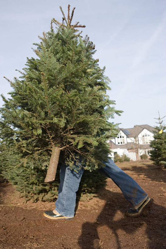 西方人,一个人,走,竖图,室外,白天,侧面,植物,欧洲,欧洲人,仅一个男性,仅一个人,仅一个中年男性,服装,房屋,屋子,公寓,圣诞树,注视,休闲装,楼房,住宅,树,树木,衣服,蓝色,绿色,蓝天,天空,自然,天,观察,看,休闲,休闲服,服饰,生长,晴朗,成长,观看,察看,输送,关注,运送,万里无云,男人,男性,中年男性,白种人,晴空,晴空万里,步行,走路,彩图,全身,房子