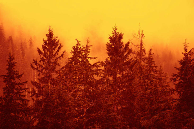 无人,公园,横图,室外,白天,正面,旅游,度假,美景,日落,森林,树林,植物,雾,加拿大,朦胧,模糊,景观,晚霞,霞光,落日,娱乐,树,树木,绿色,自然,黄昏,享受,休闲,景色,彩霞,放松,生长,成长,迷雾,北美,北美洲,国家公园,自然风光,美洲,北亚美利加洲,亚美利加洲,卑诗省,不列颠哥伦比亚,不列颠哥伦比亚省,夏洛特皇后群岛,夕照,瓜依哈纳斯国家公园保护区,大雾,夕阳,彩图,斜阳