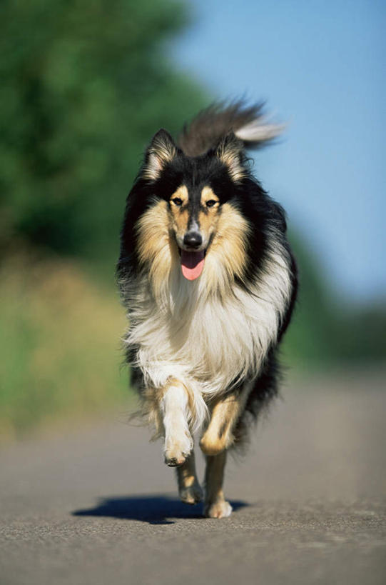 无人,竖图,室外,白天,正面,草地,草坪,植物,道路,路,宠物,狗,奔驰,朦胧,模糊,小路,交通,注视,苏格兰牧羊犬,吐舌头,草,树,树木,一只,蓝色,绿色,蓝天,天空,自然,动物,天,奔跑,观察,看,伸舌头,张嘴,吐舌,可爱,乡间小路,生长,牧羊犬,晴朗,成长,观看,察看,关注,张大嘴巴,柯利牧羊犬,忠诚,万里无云,柯利犬,苏牧,晴空,晴空万里,张开嘴,犬,彩图,全身