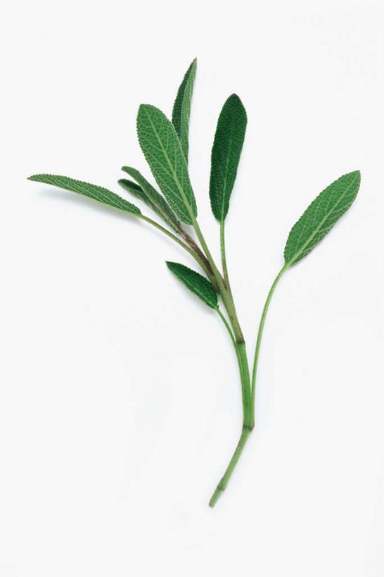 无人,家庭,竖图,俯视,室内,特写,白天,白色背景,智慧,桌面,桌子,叶子,木制,绿叶,绿色,木制品,嫩叶,摄影,影棚,鼠尾草,理性,叶,叶片,彩图,高角度拍摄,影棚拍摄,拍摄