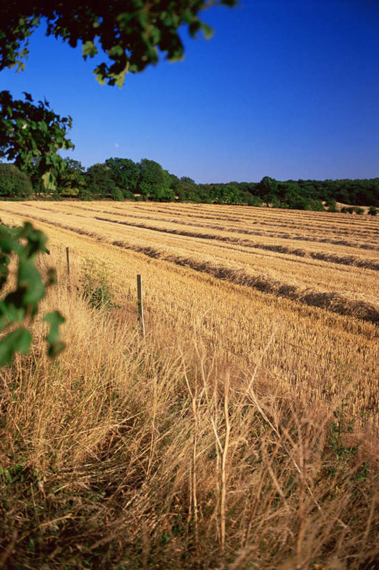 无人,农田,竖图,室外,白天,正面,旅游,度假,农业,庄稼,农作物,美景,植物,英国,欧洲,阴影,丰收,光线,影子,稻田,景观,娱乐,树,树木,蓝色,绿色,蓝天,天空,阳光,自然,天,享受,休闲,景色,放松,生长,收获,晴朗,成长,西欧,自然风光,大不列颠,牛津,世界文化遗产,大不列颠及北爱尔兰联合王国,万里无云,大不列颠联合王国,日不落英帝国,牛津市,晴空,晴空万里,彩图,耕地,庄稼田