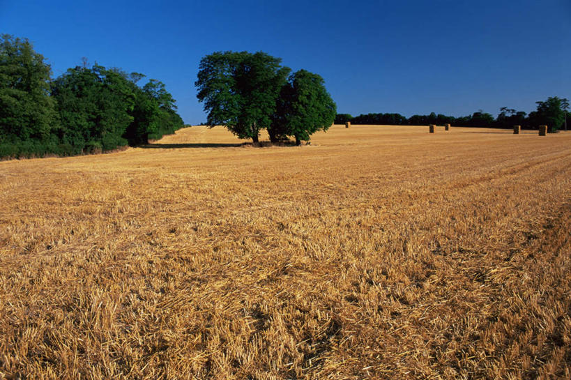 无人,农田,横图,室外,白天,正面,旅游,度假,农业,庄稼,农作物,美景,树林,植物,英国,欧洲,阴影,丰收,光线,影子,稻田,景观,娱乐,树,树木,蓝色,绿色,蓝天,天空,阳光,自然,天,享受,休闲,景色,放松,生长,收获,晴朗,成长,西欧,自然风光,大不列颠,牛津,世界文化遗产,大不列颠及北爱尔兰联合王国,万里无云,大不列颠联合王国,日不落英帝国,牛津市,晴空,晴空万里,彩图,耕地,庄稼田