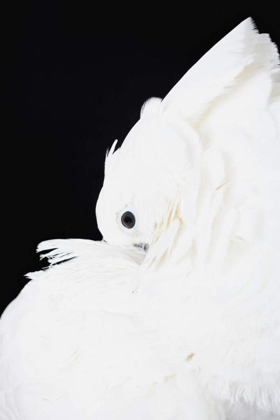 无人,站,竖图,室内,特写,白天,侧面,鸟,鹦鹉,羽毛,黑色背景,轻盈,柔软,鸟类,注视,一只,白色,动物,观察,看,站着,可爱,摄影,活泼,影棚,观看,察看,关注,轻柔,观赏鸟,站立,半身,彩图,影棚拍摄,拍摄