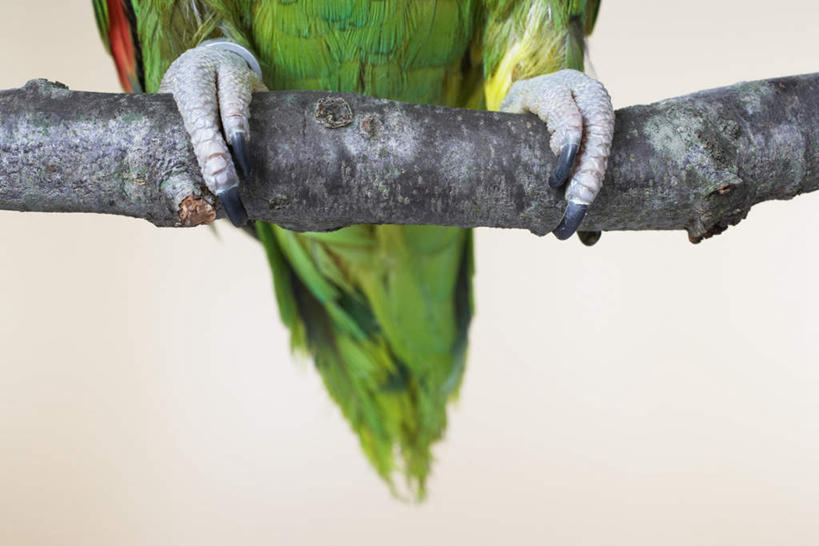 无人,站,横图,室内,特写,白天,白色背景,正面,植物,鸟,鹦鹉,鸟类,枝条,爪子,树,树木,树枝,一只,绿色,动物,站着,可爱,摄影,活泼,影棚,观赏鸟,虬枝,枝杈,站立,半身,彩图,影棚拍摄,拍摄