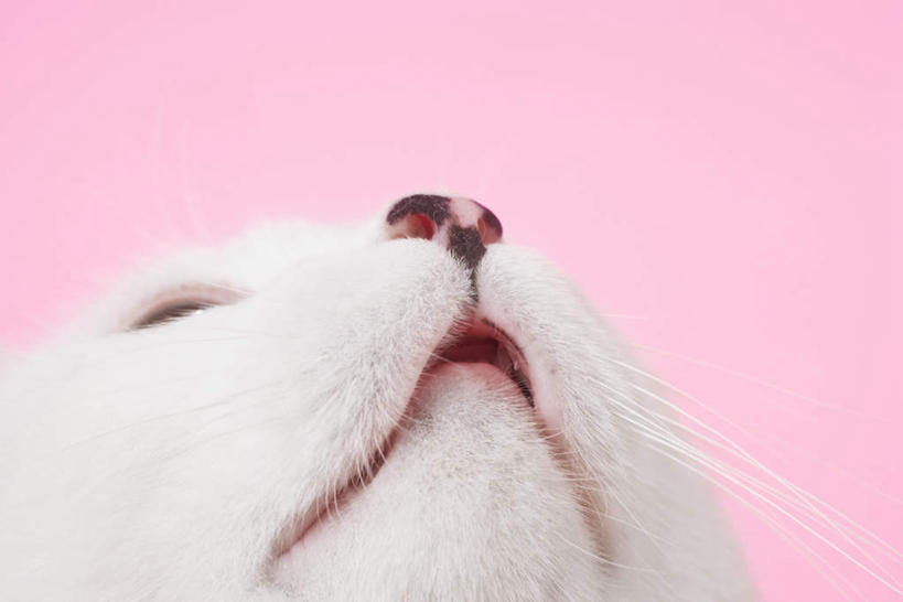 无人,横图,室内,特写,白天,正面,宠物,猫,粉色背景,注视,一只,白色,动物,观察,看,可爱,摄影,影棚,观看,察看,关注,猫咪,抬头,仰头,半身,彩图,影棚拍摄,拍摄