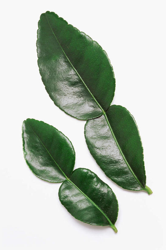 无人,竖图,俯视,室内,特写,白天,白色背景,农作物,植物,桌面,桌子,叶子,木制,纹理,谷物,绿叶,绿色,木制品,嫩叶,摄影,影棚,高粱,肌理,木稷,蜀黍,叶,叶片,叶脉,彩图,高角度拍摄,影棚拍摄,拍摄