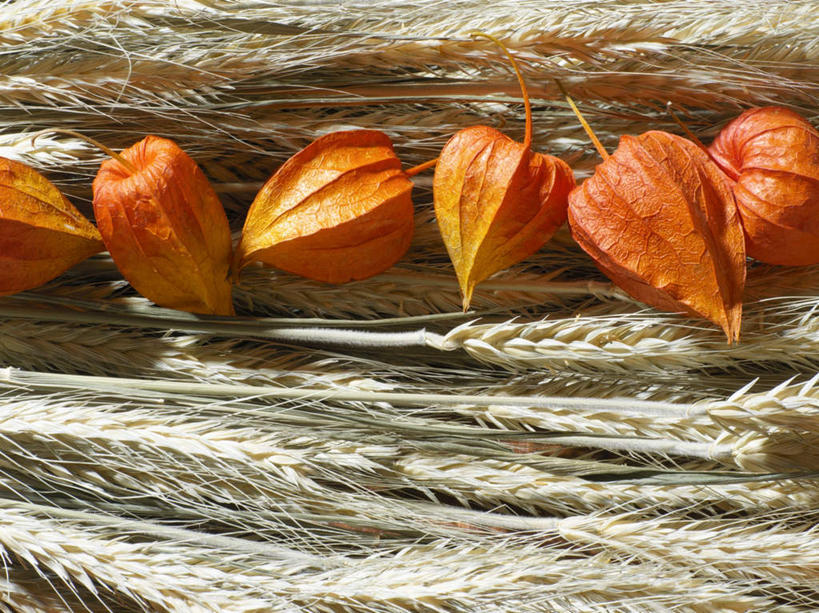 无人,横图,俯视,室内,特写,白天,农作物,小麦,一排,许多,阴影,整齐,反射,影子,谷物,排列,摄影,麦子,影棚,队列,灯笼草,沙灯笼,天泡子,水灯笼,打卜草,打额泡,天泡草,王母珠,小酸浆,彩图,高角度拍摄,影棚拍摄,拍摄