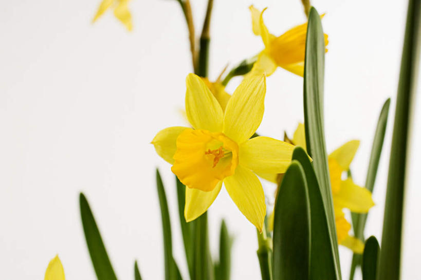 无人,横图,室内,特写,白天,白色背景,正面,爱情,陶醉,水仙花,阴影,朦胧,模糊,盛开,反射,影子,花蕾,花,花瓣,花朵,鲜花,黄色,花苞,花蕊,摄影,影棚,记忆,金盏银台,玉玲珑,女史花,雅蒜,天蒜,敬意,自恋,凌波仙子,水仙,天葱,彩图,影棚拍摄,拍摄