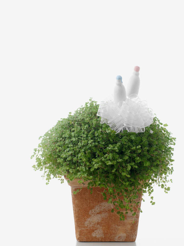 无人,竖图,俯视,室内,特写,白天,白色背景,正面,植物,花瓶,阴影,反射,奶瓶,盆栽,丝绸,丝带,影子,陶瓷,缎带,盆景,陶瓷制品,绸带,树,树木,两个,绿色,自然,瓶子,容器,摄影,影棚,生长,成长,奶嘴,婴儿用品,储藏,储存,彩图,影棚拍摄,拍摄,贮存