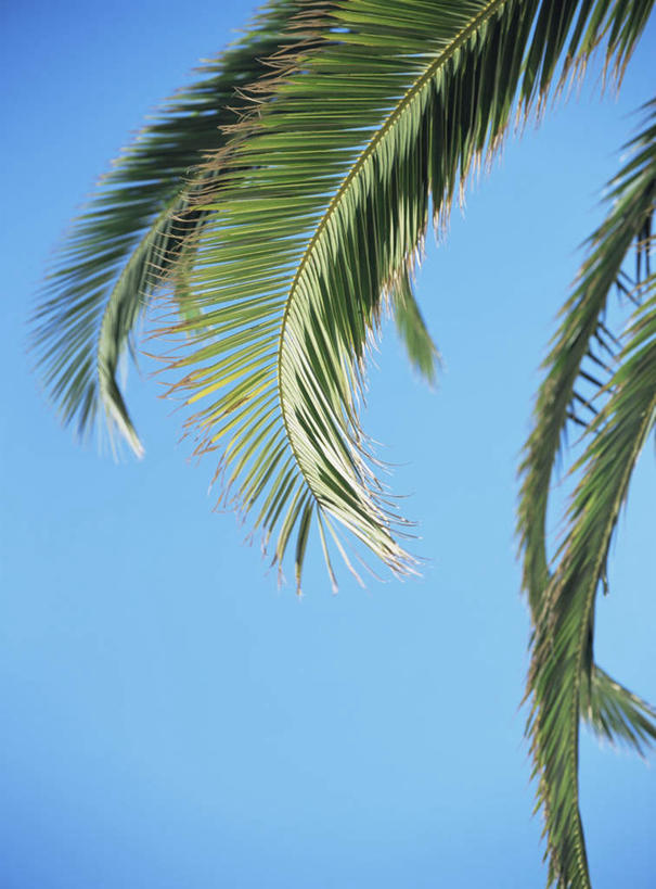 无人,竖图,室外,特写,白天,仰视,旅游,度假,美景,植物,棕榈树,叶子,葡萄牙,欧洲,一棵,阴影,光线,影子,景观,绿叶,娱乐,树,树木,蓝色,绿色,蓝天,天空,自然,天,享受,休闲,嫩叶,景色,放松,生长,晴朗,成长,南欧,自然风光,棕榈叶,万里无云,葡萄牙共和国,阿尔加维,叶,叶片,晴空,晴空万里,彩图,低角度拍摄