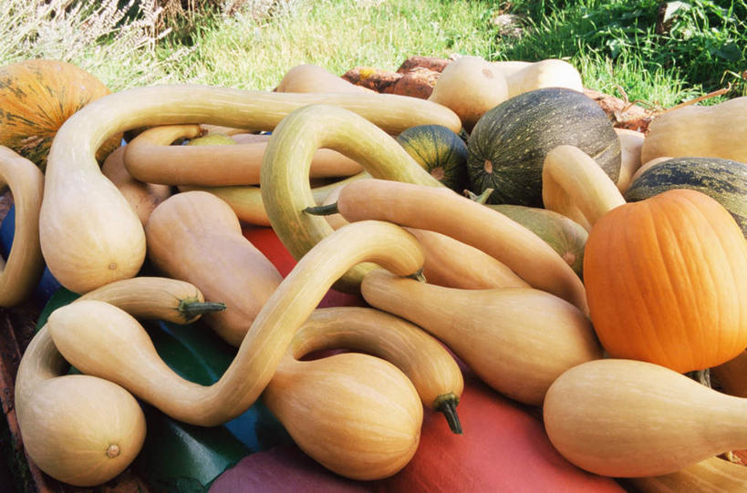 无人,横图,俯视,室外,特写,白天,餐桌,桌子,南瓜,蔬菜,一堆,许多,堆叠,堆积,新鲜,金瓜,食品,很多,番瓜,食物,黄色,绿色,橙色,有机食品,绿色食品,餐台,堆,麦瓜,倭瓜,笋瓜,北瓜,大洋瓜,东南瓜,彩图,高角度拍摄