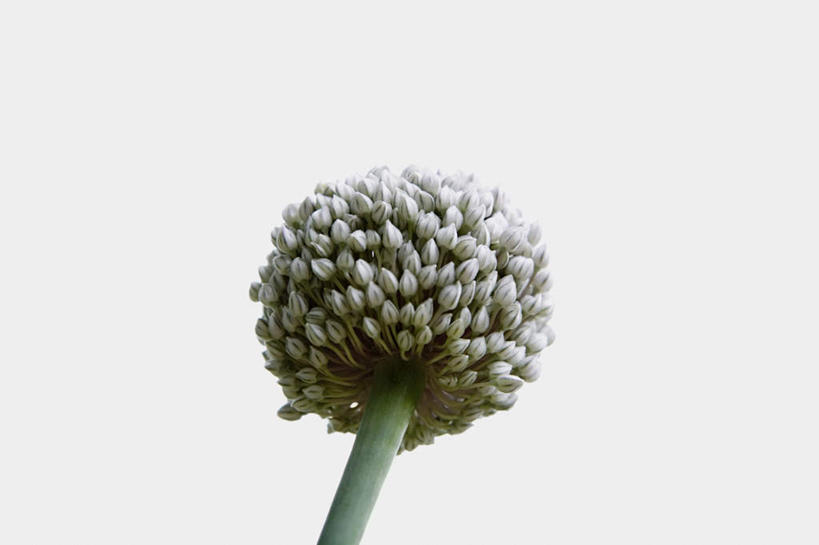 无人,横图,室内,特写,白天,白色背景,正面,盛开,葱花,花蕾,花,花瓣,花朵,鲜花,一朵,花苞,花蕊,摄影,影棚,彩图,影棚拍摄,拍摄