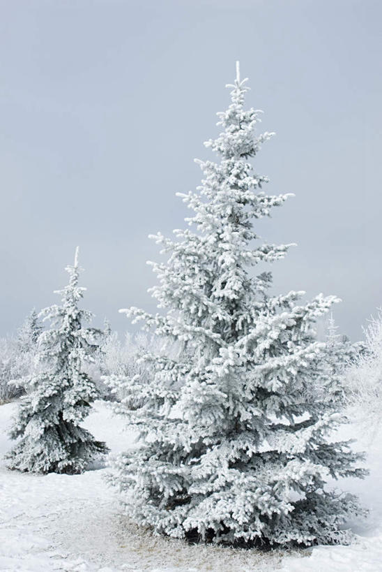 无人,竖图,室外,白天,正面,旅游,度假,美景,雪,植物,雾,大雪,加拿大,两棵,阴影,朦胧,模糊,光线,影子,积雪,景观,雪景,云,云朵,冬季,冬天,云彩,娱乐,树,树木,蓝色,绿色,白云,蓝天,天空,自然,天,享受,休闲,景色,放松,寒冷,生长,晴朗,成长,迷雾,北美,北美洲,国家公园,自然风光,美洲,阿尔伯塔省,班夫国家公园,阿尔伯塔,北亚美利加洲,亚美利加洲,严寒,艾伯塔,艾伯塔省,大雾,晴空,彩图