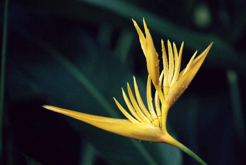 无人,横图,室外,特写,白天,正面,旅游,度假,美景,植物,鸟,叶子,阴影,朦胧,模糊,盛开,光线,鸟类,影子,景观,绿叶,花蕾,娱乐,花,花瓣,花朵,鲜花,树,树木,一朵,黄色,绿色,自然,花苞,花蕊,享受,休闲,嫩叶,景色,放松,生长,成长,自然风光,极乐鸟,太阳鸟,风鸟,雾鸟,天堂鸟,叶,叶片,彩图