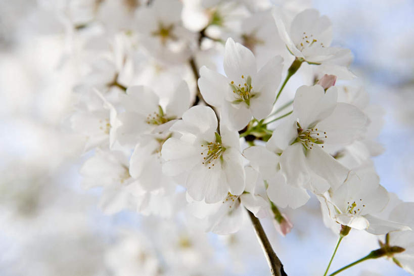 无人,横图,室内,特写,白天,白色背景,正面,植物,许多,阴影,朦胧,模糊,盛开,反射,影子,枝条,花蕾,花,花瓣,花朵,鲜花,树,树木,树枝,花苞,花蕊,摄影,影棚,虬枝,枝杈,山楂花,彩图,影棚拍摄,拍摄