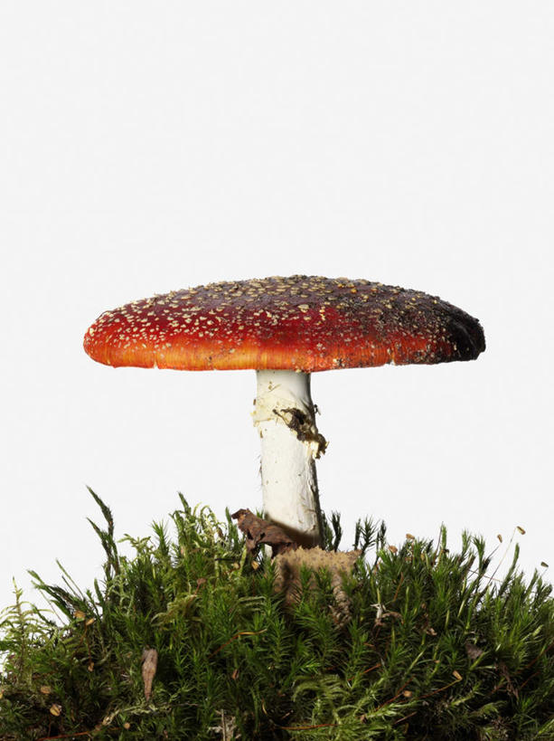 无人,竖图,室内,特写,白天,白色背景,正面,草地,草坪,植物,圆点,斑点,泥土,土壤,菌菇,菌类,草,一个,绿色,摄影,影棚,单个,有毒,毒蝇伞,毒蝇鹅膏菌,哈蟆菌,捕蝇菌,毒蝇菌,彩图,影棚拍摄,拍摄