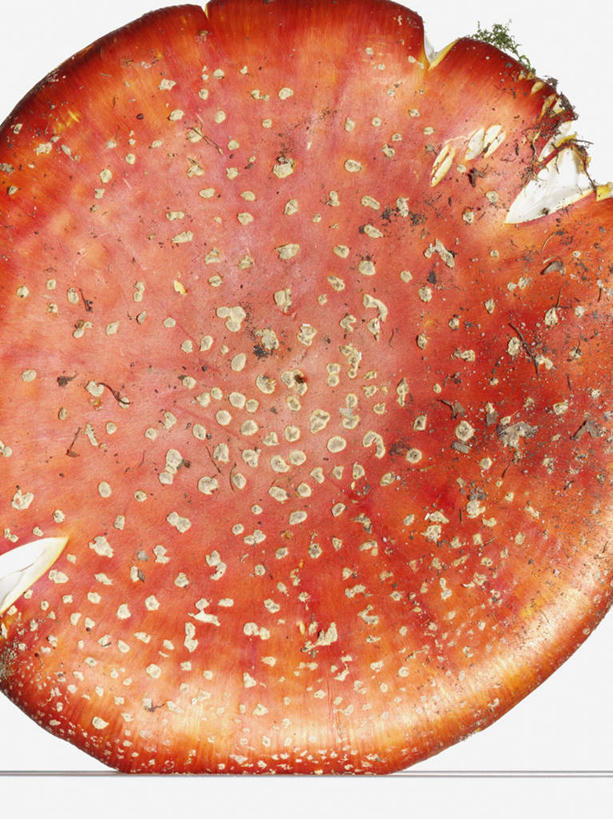 无人,竖图,俯视,室内,特写,白天,白色背景,圆点,斑点,菌菇,菌类,一个,红色,摄影,影棚,单个,有毒,毒蝇伞,毒蝇鹅膏菌,哈蟆菌,捕蝇菌,毒蝇菌,彩图,高角度拍摄,影棚拍摄,拍摄