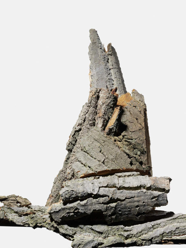 无人,竖图,室内,特写,白天,白色背景,正面,植物,枯萎,树皮,枝条,树,树木,树枝,摄影,影棚,死亡,虬枝,枝杈,枯败,彩图,影棚拍摄,拍摄