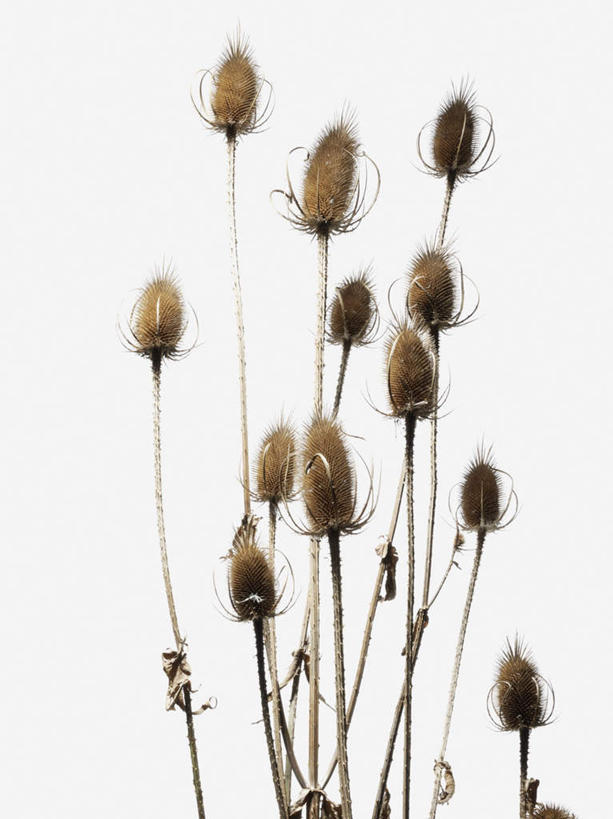 无人,竖图,室内,特写,白天,白色背景,正面,草地,植物,阴影,枯萎,反射,影子,草,黄色,摄影,影棚,死亡,起绒草,枯败,彩图,影棚拍摄,拍摄