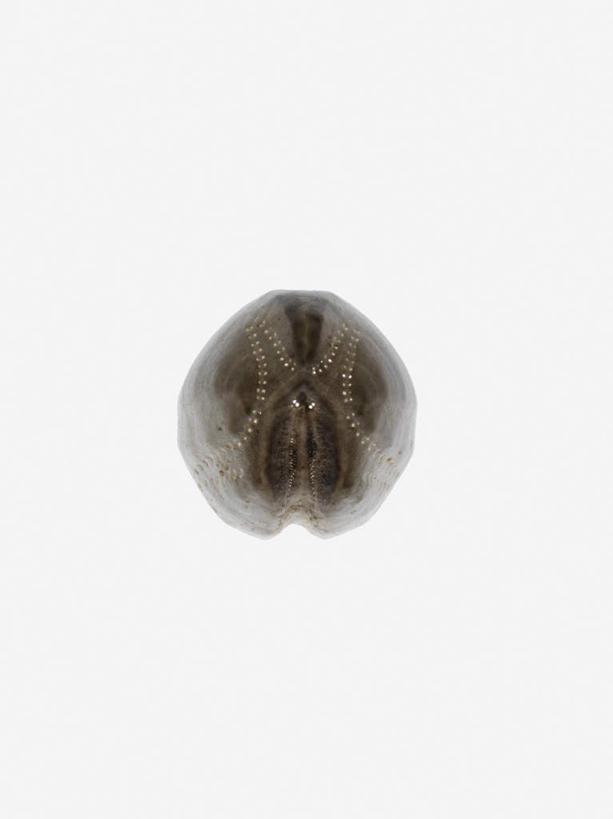 骨骼,无人,竖图,俯视,室内,特写,白天,白色背景,阴影,反射,头骨,影子,骨头,一个,摄影,影棚,单个,骨架,彩图,高角度拍摄,影棚拍摄,拍摄