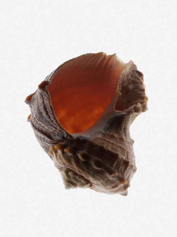 无人,竖图,俯视,室内,特写,白天,白色背景,阴影,反射,影子,海螺,海洋生物,一个,红色,摄影,影棚,单个,软体动物,峨螺,水生动物,水生物,海底动物,彩图,高角度拍摄,全身,影棚拍摄,拍摄