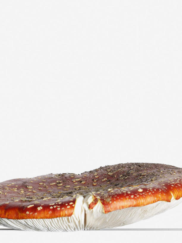 无人,竖图,室内,特写,白天,白色背景,正面,阴影,反射,影子,圆点,斑点,菌菇,菌类,一个,摄影,影棚,单个,有毒,毒蝇伞,毒蝇鹅膏菌,哈蟆菌,捕蝇菌,毒蝇菌,彩图,影棚拍摄,拍摄