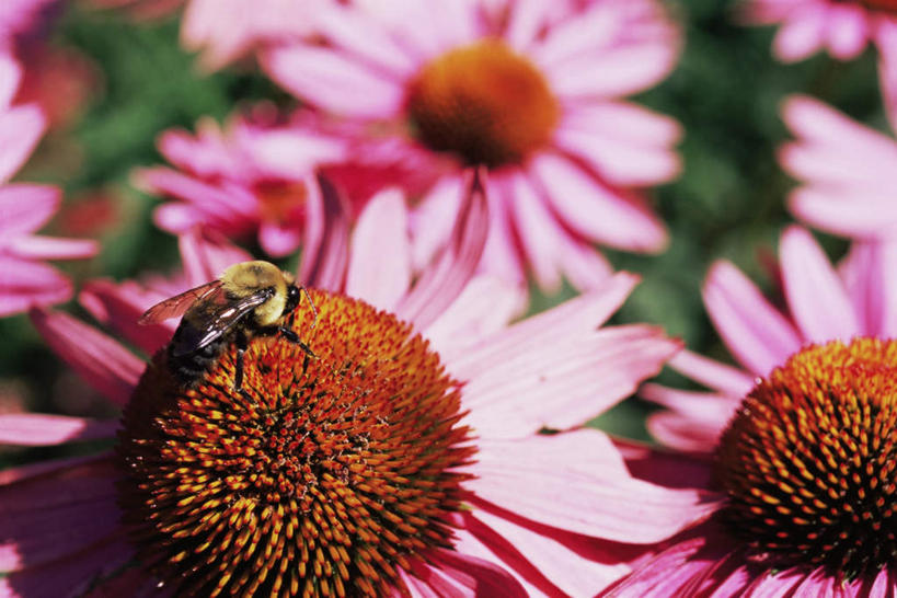 无人,站,横图,室外,特写,白天,正面,旅游,度假,花海,花圃,美景,植物,蜜蜂,叶子,朦胧,模糊,盛开,昆虫,景观,花蕾,注视,娱乐,花,花瓣,花朵,花卉,鲜花,一只,绿色,自然,动物,花丛,花束,花田,花苞,花蕊,观察,看,站着,享受,休闲,景色,放松,金花菊,观看,察看,关注,自然风光,益虫,王爷葵,肿柄菊,站立,彩图,全身