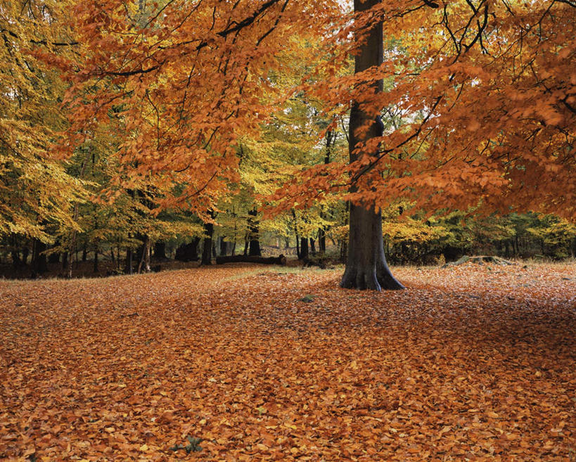 无人,横图,室外,白天,正面,旅游,度假,美景,森林,树林,植物,叶子,英国,欧洲,景观,枯叶,落叶,娱乐,英格兰,树,树木,绿色,自然,享受,休闲,景色,放松,生长,成长,西欧,自然风光,大不列颠,大不列颠及北爱尔兰联合王国,大不列颠联合王国,日不落英帝国,英吉利,赫特福德郡,叶,叶片,彩图