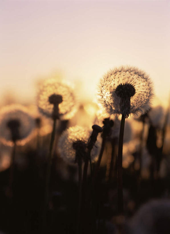 无人,竖图,室外,白天,正面,旅游,度假,快乐,幸福,花海,花圃,美景,日落,植物,叶子,美国,朦胧,模糊,盛开,景观,晚霞,霞光,落日,玛格丽特,花蕾,娱乐,雏菊,花,花瓣,花朵,花卉,鲜花,绿色,自然,黄昏,花丛,花束,花田,花苞,花蕊,享受,休闲,菊花,景色,彩霞,放松,活力,希望,北美,北美洲,坚强,自然风光,美洲,和平,离别,阿拉斯加,阿拉斯加州,安克雷奇,延命菊,幸福花,春菊,马兰头花,北亚美利加洲,亚美利加洲,暗恋,纯情,单恋,最后的边疆,午夜阳光之地,夕照,自治市,天真,夕阳,彩图,愉快,斜阳