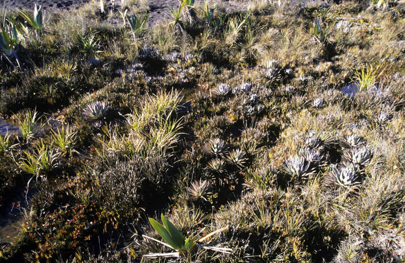 无人,横图,俯视,室外,白天,旅游,度假,石头,美景,植物,委内瑞拉,枯萎,石子,景观,枯草,娱乐,草,黄色,自然,享受,休闲,景色,南美,放松,南美洲,拉丁美洲,自然风光,美洲,亚美利加洲,南亚美利加洲,委内瑞拉玻利瓦尔共和国,石块,岩石,彩图,高角度拍摄