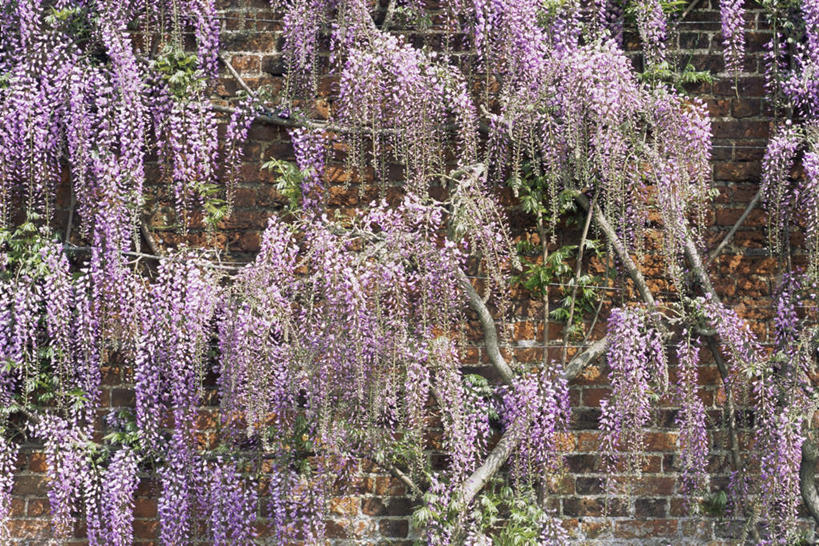 无人,横图,室外,白天,正面,旅游,度假,美景,盛开,墙,景观,紫藤,花蕾,娱乐,墙壁,墙面,花,花瓣,花朵,鲜花,自然,花苞,花蕊,享受,休闲,景色,放松,自然风光,朱藤,藤萝,招藤,招豆藤,彩图