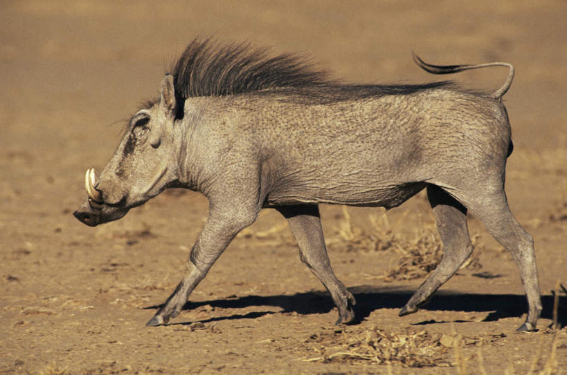 无人,走,横图,室外,白天,侧面,旅游,度假,美景,野生动物,疣猪,非洲,阴影,光线,影子,景观,注视,娱乐,一只,阳光,自然,动物,观察,看,享受,休闲,景色,放松,观看,察看,关注,自然风光,凶猛,阿非利加洲,残暴,凶残,步行,散步,走路,彩图,全身