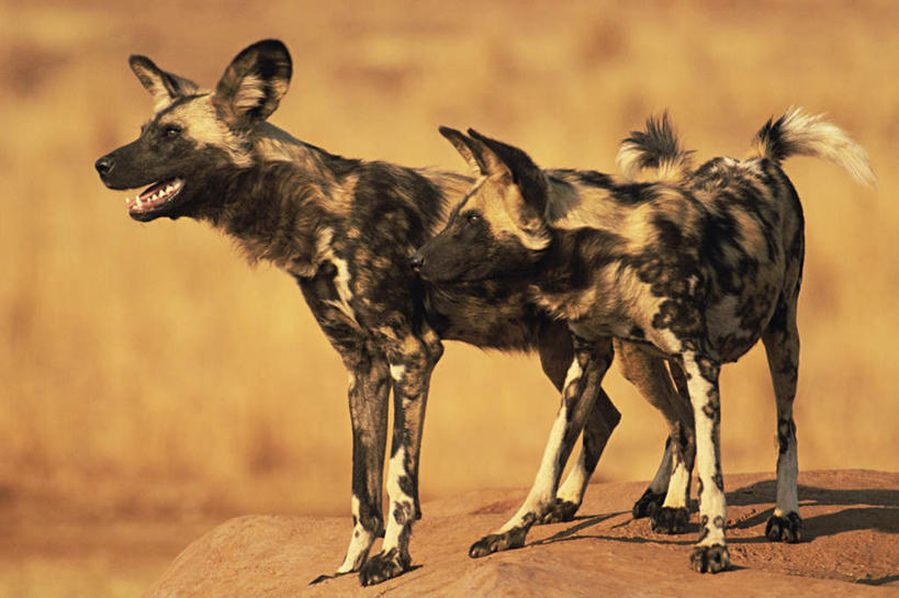 无人,站,横图,室外,白天,正面,旅游,度假,美景,植物,狼,野生动物,非洲,阴影,枯萎,光线,影子,景观,枯草,注视,娱乐,草,黄色,阳光,自然,动物,观察,看,站着,张嘴,两只,享受,休闲,景色,放松,观看,察看,关注,自然风光,凶猛,张大嘴巴,阿非利加洲,胡狼,黑背豺,黑背胡狼,残暴,凶残,张开嘴,灰狼,站立,彩图,全身,犬科动物