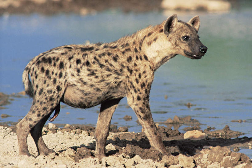 无人,站,横图,室外,白天,侧面,仰视,旅游,度假,河流,石头,美景,水,狗,野生动物,非洲,石子,河水,景观,水流,注视,娱乐,一只,自然,动物,观察,看,站着,享受,休闲,景色,放松,观看,察看,关注,自然风光,凶猛,沉积岩,鬣狗,阿非利加洲,斑点土狼,斑鬣狗,水成岩,残暴,凶残,石块,岩石,站立,彩图,低角度拍摄,全身