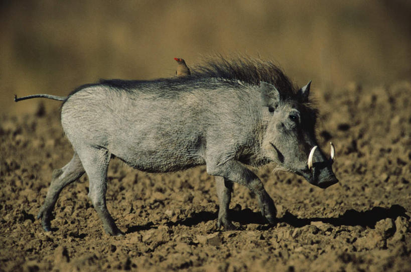 无人,走,横图,室外,白天,侧面,旅游,度假,美景,野生动物,疣猪,非洲,朦胧,模糊,景观,泥土,土壤,注视,娱乐,一只,自然,动物,观察,看,享受,休闲,景色,放松,观看,察看,关注,自然风光,凶猛,阿非利加洲,残暴,凶残,步行,散步,走路,彩图,全身