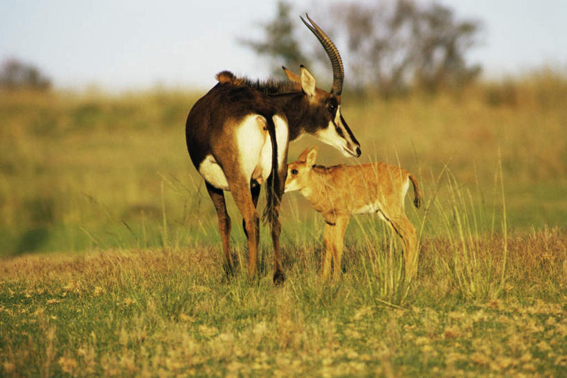 无人,站,吃,横图,室外,白天,旅游,度假,花海,花圃,美景,植物,野生动物,羊,叶子,非洲,枯萎,盛开,羚羊,景观,枯草,花蕾,注视,娱乐,草,花,花瓣,花朵,花卉,鲜花,树,树木,背面,黄色,绿色,自然,动物,花丛,花束,花田,花苞,花蕊,观察,看,站着,两只,享受,休闲,景色,放松,可爱,活泼,生长,成长,观看,察看,关注,自然风光,黑马羚,阿非利加洲,马羚,嚼,食,站立,彩图,全身