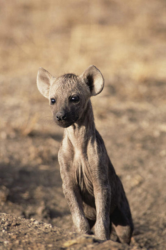 无人,坐,竖图,室外,白天,正面,旅游,度假,美景,植物,狗,野生动物,非洲,阴影,枯萎,朦胧,模糊,光线,影子,景观,枯草,注视,娱乐,草,一只,黄色,阳光,自然,动物,观察,看,享受,休闲,景色,放松,观看,察看,关注,自然风光,凶猛,鬣狗,阿非利加洲,斑点土狼,斑鬣狗,残暴,凶残,坐着,彩图,全身