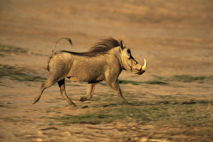 无人,走,横图,室外,白天,侧面,旅游,度假,美景,植物,野生动物,疣猪,非洲,阴影,枯萎,光线,影子,景观,枯草,注视,娱乐,草,一只,黄色,阳光,自然,动物,观察,看,享受,休闲,景色,放松,观看,察看,关注,自然风光,凶猛,阿非利加洲,残暴,凶残,步行,散步,走路,彩图,全身