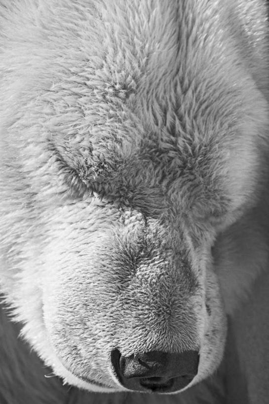 脸,头,脸颊,无人,闭眼,睡,竖图,黑白,室外,特写,白天,正面,北极熊,野生动物,熊,一只,动物,凶猛,残暴,凶残,头部,脸部,脸蛋,面部,白熊,闭眼睛,闭着眼,闭着眼睛,困,困觉,寝息,睡觉,半身