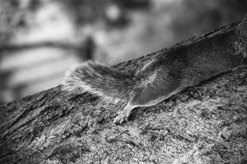 无人,站,横图,俯视,黑白,室外,特写,白天,植物,野生动物,朦胧,模糊,泥土,土壤,枝条,注视,树,树木,树枝,一只,动物,松鼠,观察,看,站着,可爱,活泼,观看,察看,关注,花栗鼠,虬枝,枝杈,站立,半身,高角度拍摄